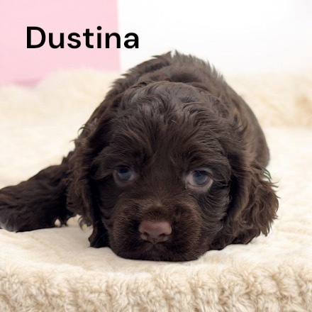 puppy, for, sale, Cocker Spaniel, Joe & Cherri  Overlease, dog, breeder, Miller, MO, dog-breeder, puppy-for-sale, forsale, nearby, find, puppyfind, locator, puppylocator, aca